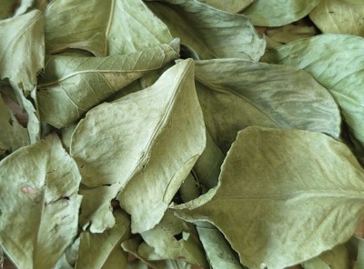 Oranger Bigaradier Bio Feuille Entière