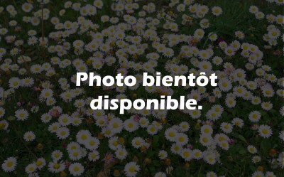 Piloselle Bio Partie Aérienne Coupée