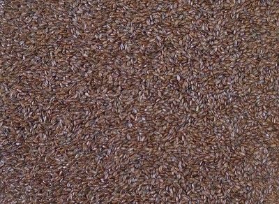 Psyllium Bio Semence Entière