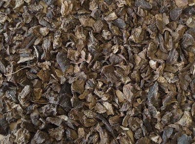 Radis Noir Racine Coupée France