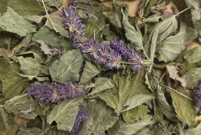 Agastache Anisée Bio France (Local)
