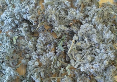 Bourrache Fleur Bio France (Local)