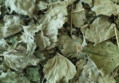 Cassis Bio Feuille Entière France