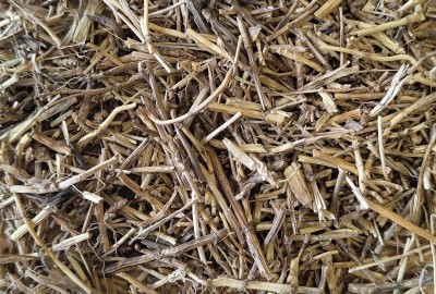 Chiendent Bio Racine Coupée