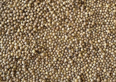 Coriandre Bio Semence Entière France (Local)