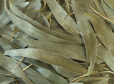 Eucalyptus Bio Feuille Coupée