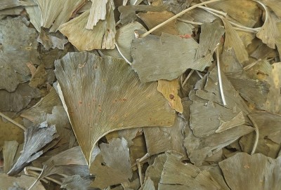 Ginkgo Bio Feuille Entière France