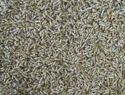 Lavande Bio Fleur Entière France (Local)