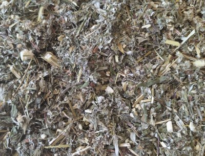 Armoise Bio Partie Aérienne Coupée